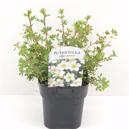Potentilla Frut Abbotswood