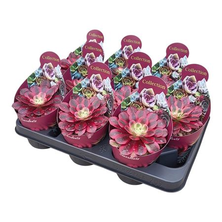 Aeonium Medusa Potcover