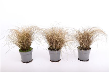 Carex Comans Bronco