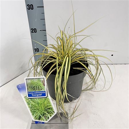 Carex Osh Evergold