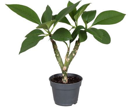 Plumeria Green 2-3 Branches No Buds