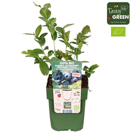 Vaccinium Corymbosum Blue Dessert