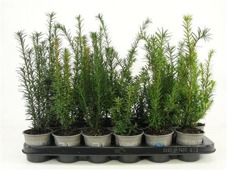 Taxus Mix
