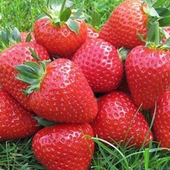 Земляника Элианни