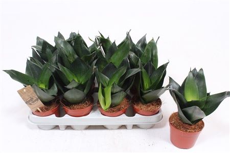 Sansevieria Jade Hahni