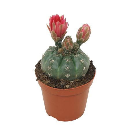 Gymnocalycium Baldianum Flowereing