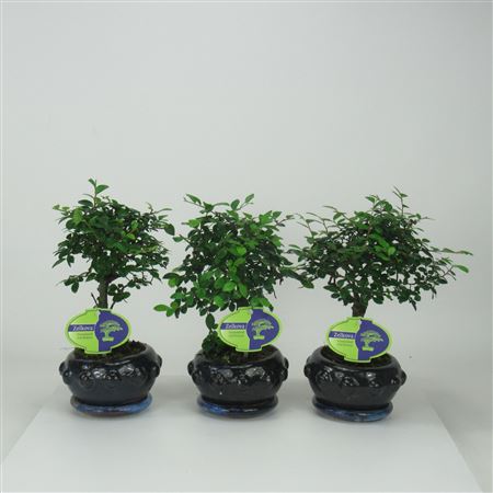 Bonsai Zelkova Parvifolia, 13cm., Broom, With Drip