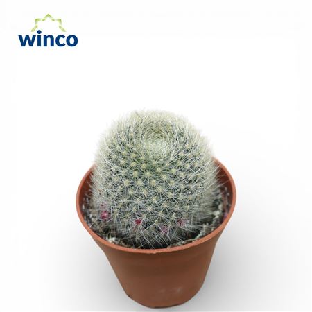 Rebutia Muscula