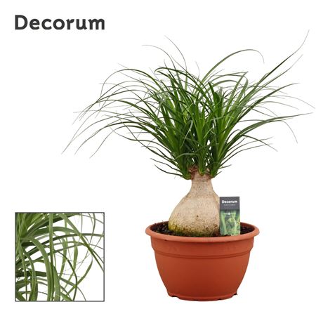 Beaucarnea Bol (decorum)