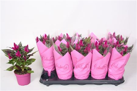 Celosia Deep Purple Caracas With Small Pink Slee
