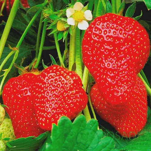 Земляника Аллегро