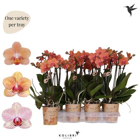 Phal Kolibri 2st Orchids Orange 22+ (ok)