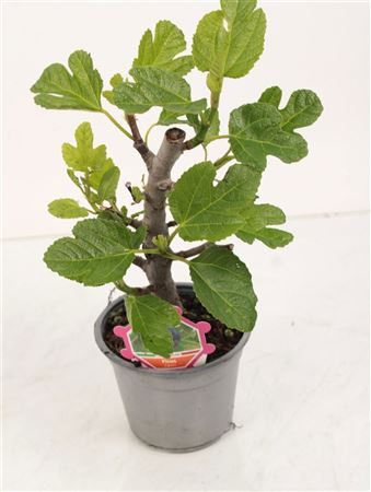 Ficus Carica Bush