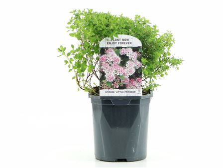 Spiraea Jap Little Princess