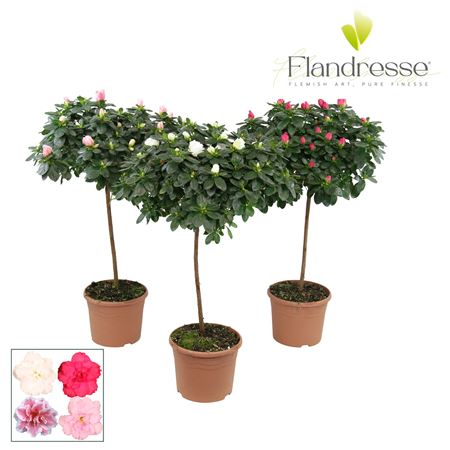 Azalea Flandresse On Stem Mix