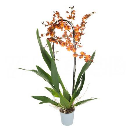 Камбрия Кататанте каскад 1 ст