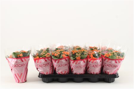 Kal Cal Orange