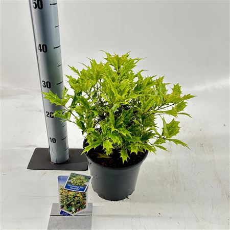 Osmanthus Het Goshiki