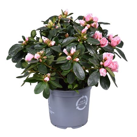 Azalea Vogel Inga Bicolor Pink