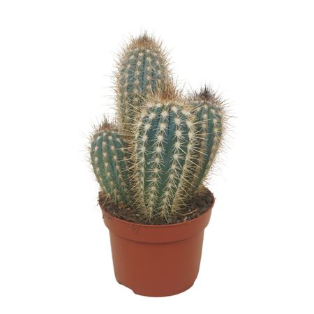 Pilosocereus Braunii 12 Cm