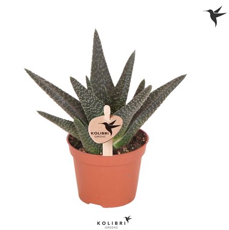 Haworthia Royal Highnes