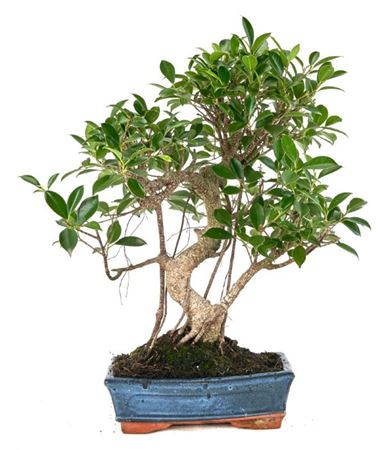 Bonsai Ficus Retusa S-shape With Drip Tray