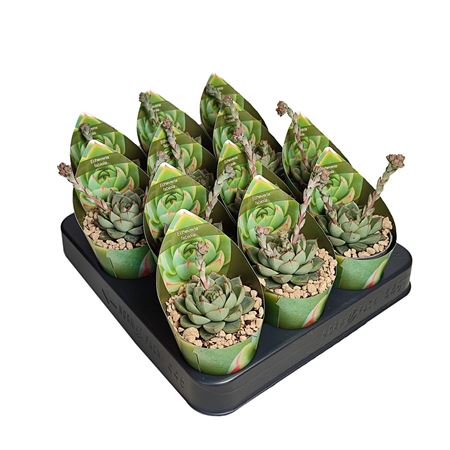 Echeveria Fabiola Potcover