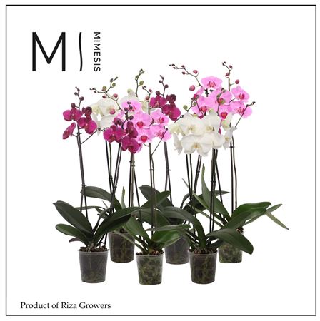 Phal 2st White Purple Pink Mix 16+ (orchid Growers