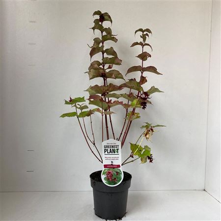 Leycesteria Formosa