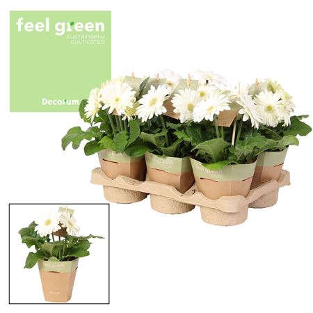 Gerbera White 2+ Feel Green