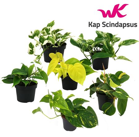 Epipremnum Mix