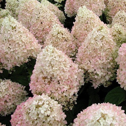 Гортензия метельчатая Мэджикал Свит Саммер