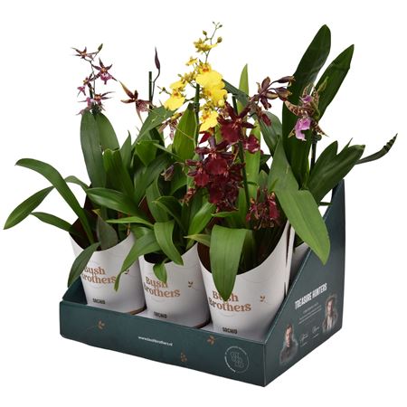 Orchid 1st Mix Showbox