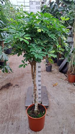Schefflera Gold Capella Twister