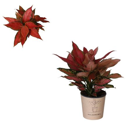 Aglaonema Red Angel