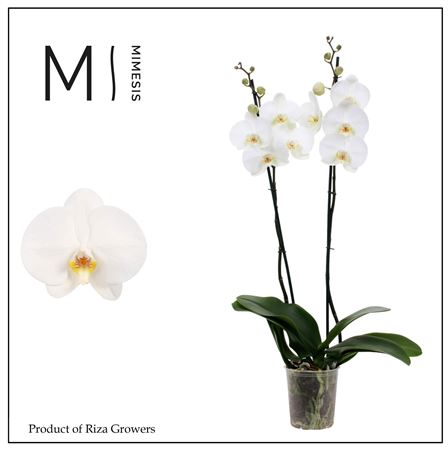 Phal 3st White Standard (mimesis)