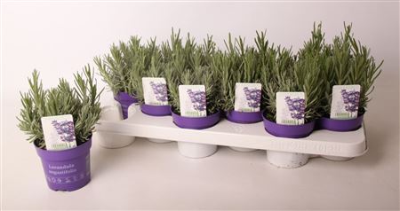Lavandula An Hidcote