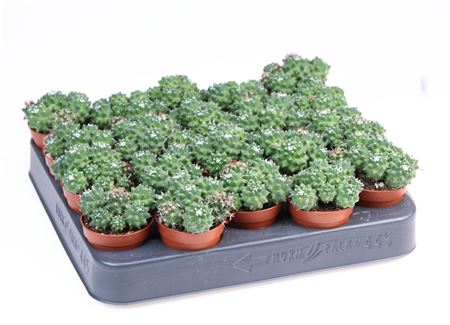Mammillaria Toluca