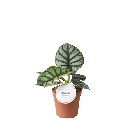 Алоказия Серебряный Дракон