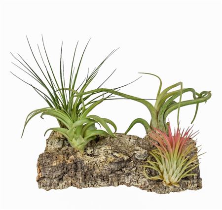 Tillandsia Kurkhout Large