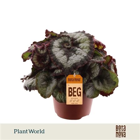 Begonia Rex Prinsess Hanover