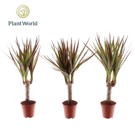 Drac Magenta Tiny Tummy (decorum)