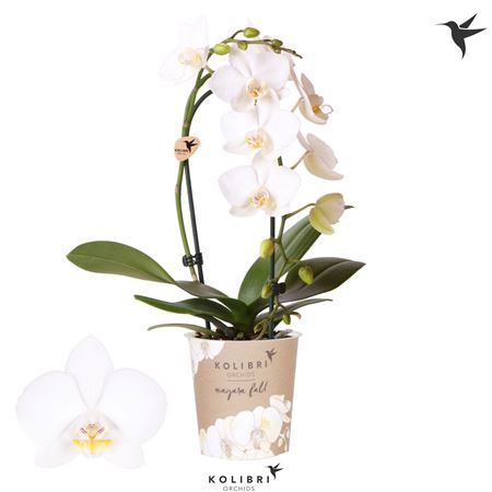 Phal Little Kolibri 1st Fountain White 15+ (ok)