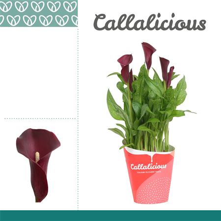 Zantedeschia R?d In Potcover
