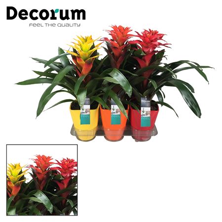 Guzmania Squarosa Mix Luxe Ceramic (decorum)