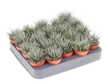 Haworthia Snow White