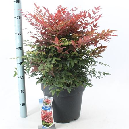 Nandina Dom Obsessed