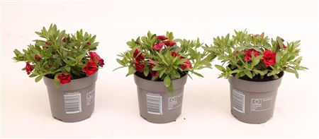 Calibrachoa Minifamous Double Red
