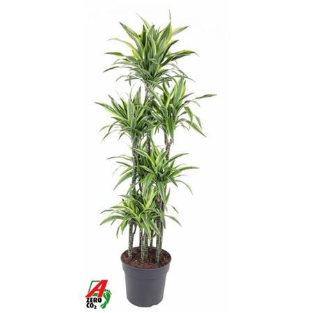 Drac Lemon Lime 120-carrousel