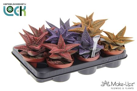Gasteria Aveo Make Upz Mix 3 Colors